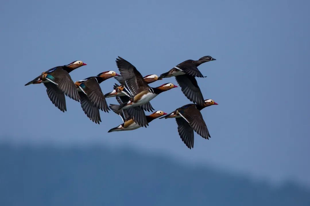 中国生物